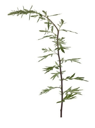The mugwort is a long-stemmed perennial meadow flower.