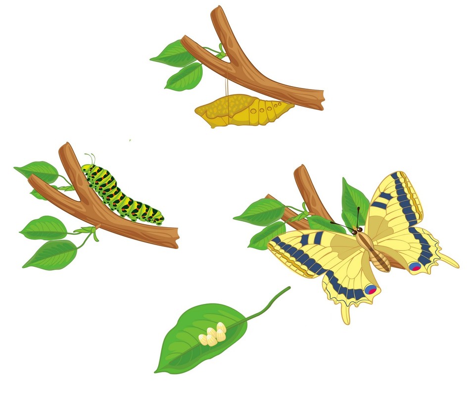 The metamorphosis of a swallowtail butterfly.
