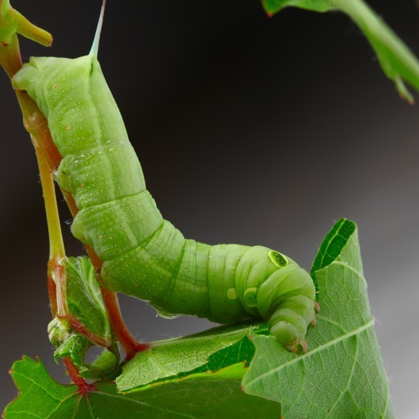 A moth larva eating plant leaves.