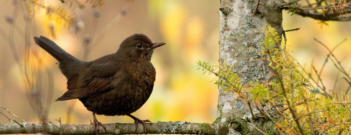 The female blackbird has a brown color.