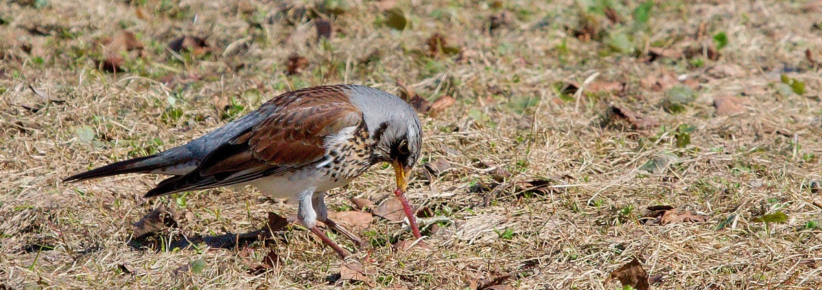 A fieldfare has found a worm.