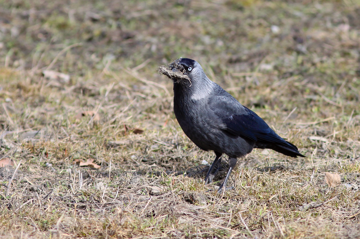 The jackdaw (Corvus monedula).