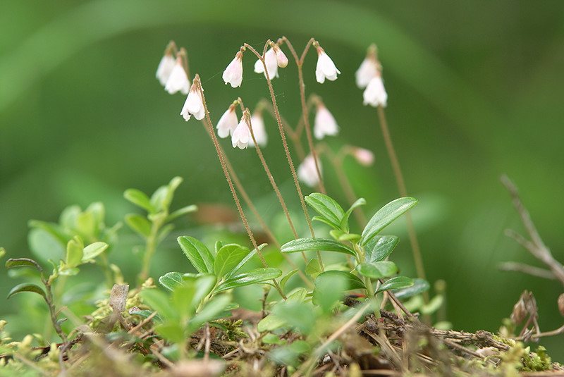 Vanamo (Linnaea borealis)