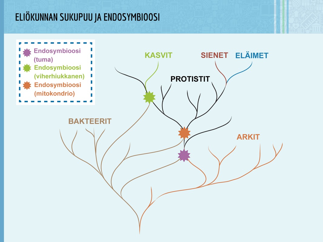 Nykyinen eliökunta ja endosymbioosi.