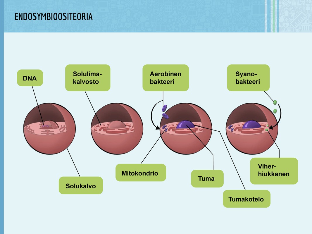 Endosymbioositeoria