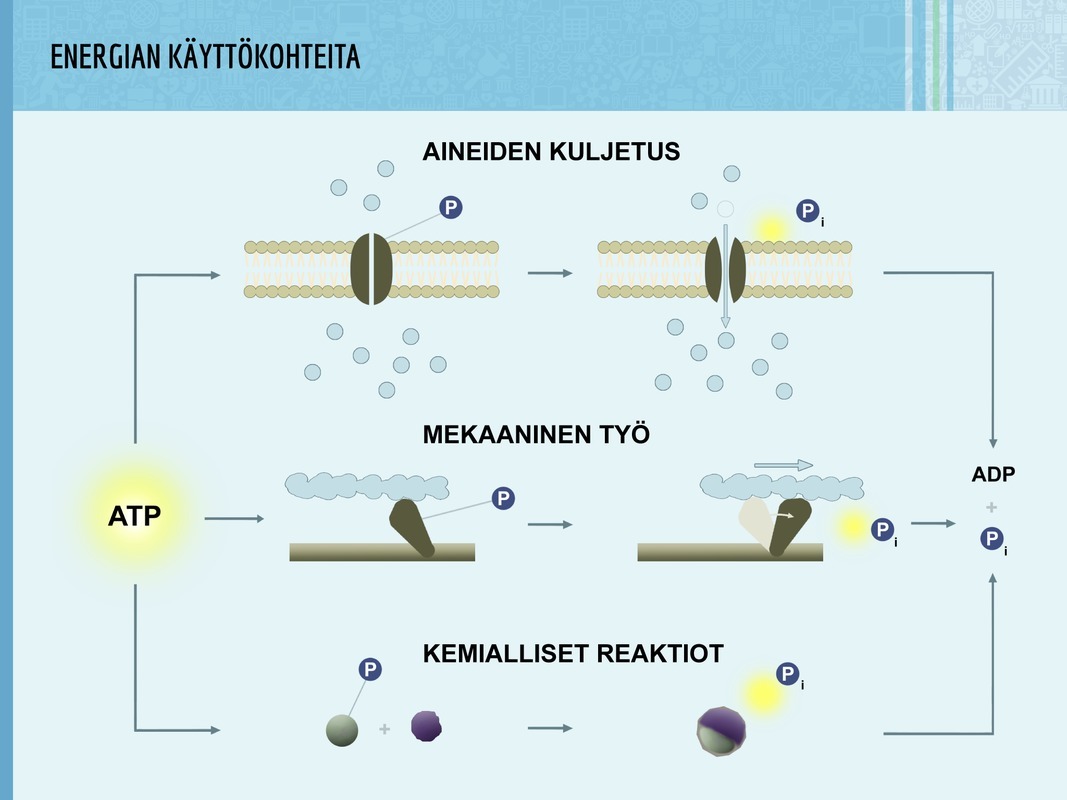 Energian käyttökohteita solussa. 1. Aineita voidaan kuljettaa solukalvolla pitoisuuseroa vastaan käyttämällä energiaa. 2. Esimerkiksi lihaksen liike perustuu proteiinien mekaaniseen liikuttamiseen ATP:n avulla. 3. Monet kemialliset reaktiot vaativat energiaa.