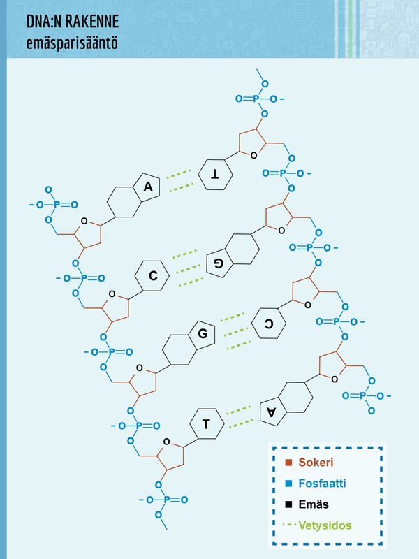DNA-juosteiden suunta ja emäsparisääntö.