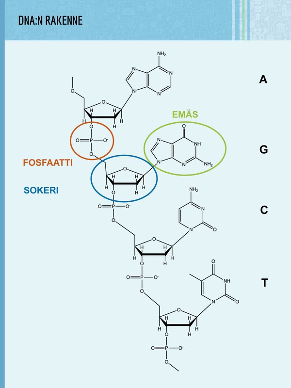 DNA:n kemiallinen rakenne. Runko-osassa vuorottelevat fosfaatti ja sokeri (deoksiriboosi). Sokeriin liittyy neljä erilaista emästä (guaniini, adeniini, tymiini ja sytosiini). Yksi nukleotidi on kokonaisuus, jonka osat (fosfaatti, sokeri ja emäs) on ympyröity. Piirroksessa on kuvattu vain DNA:n toista juostetta.