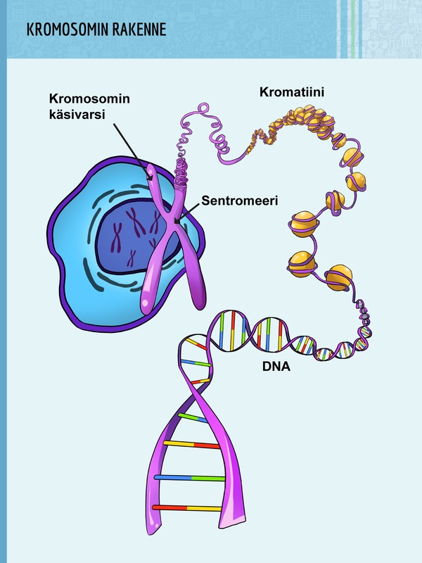 Kromosomit koostuvat DNA:sta ja proteiineista. Niiden muodostamaa rakennetta kutsutaan kromatiiniksi.