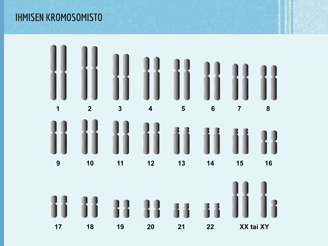 Ihmisen tavallisessa solussa on 46 kromosomia. X ja Y ovat ns. sukupuolikromosomeja.