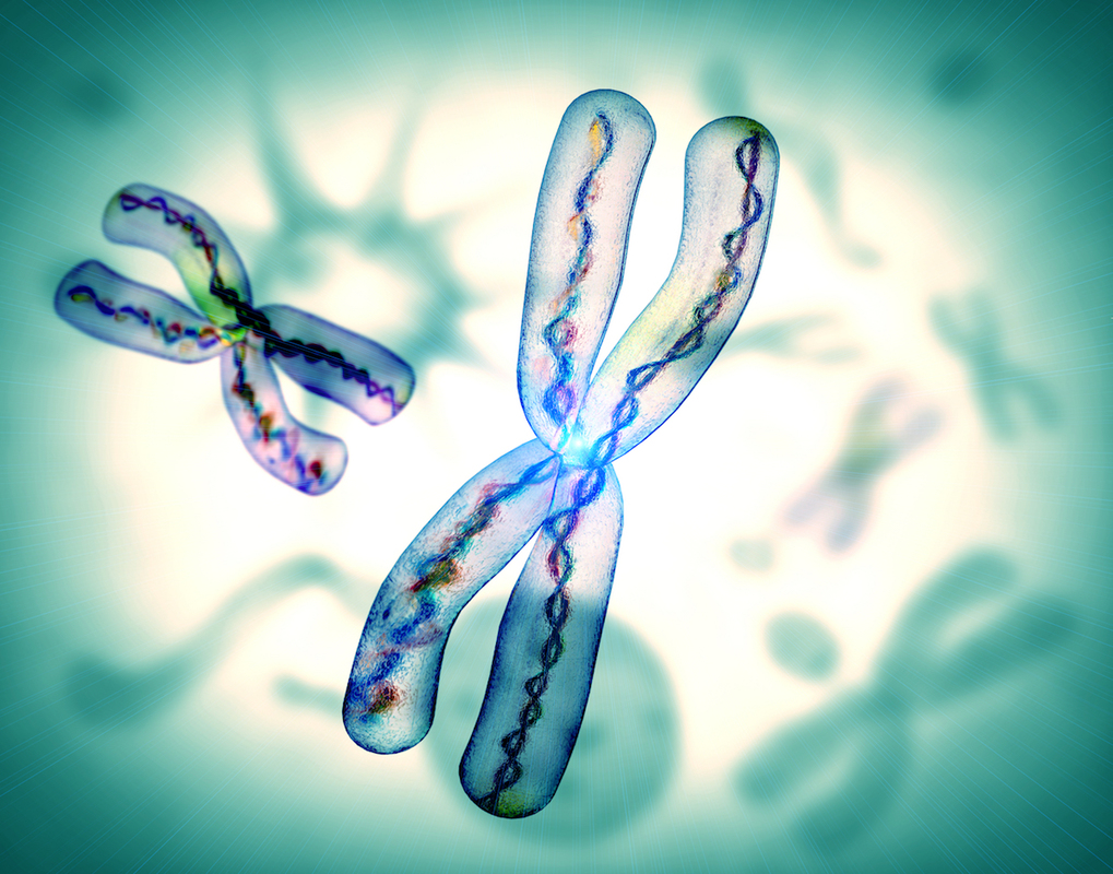 DNA sijaitsee kromosomeissa.