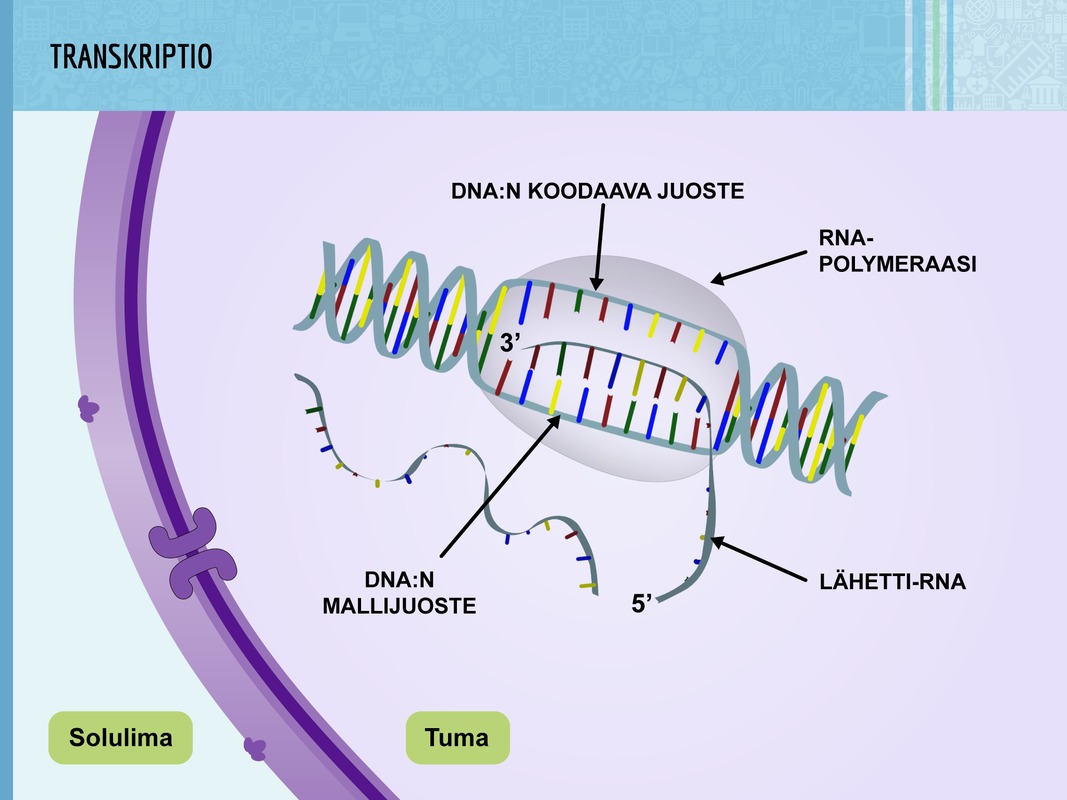 Transkriptiossa DNA:n kaksoiskierre aukeaa ja paikalle saapuu RNA-polymeraasi. Se valmistaa lähetti-RNA:n DNA:n mallijuosteen rinnalle. Lopuksi se muokataan kuljetusta ja translaatiota varten.