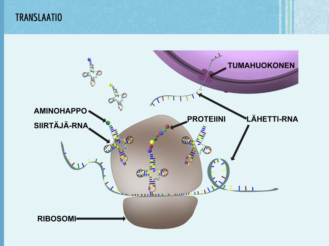 Translaation aluksi lähetti-RNA tarttuu ribosomiin. Paikalle saapuu siirtäjä-RNA-molekyylejä, jotka tunnistavat lähetti-RNA:n emäskolmikot. Ne tuovat paikalle tarvittavat aminohapot.