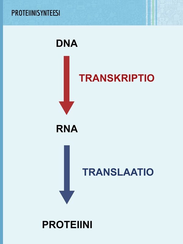 Proteiinisynteesissä tuotetaan DNA:n mallin avulla RNA:ta ja RNA:n mallin avulla proteiineja.
