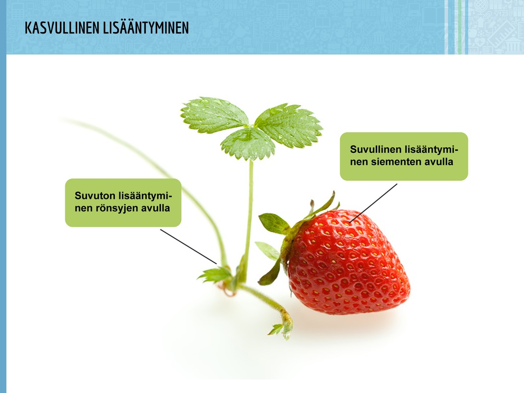 Kasvullinen lisääntyminen