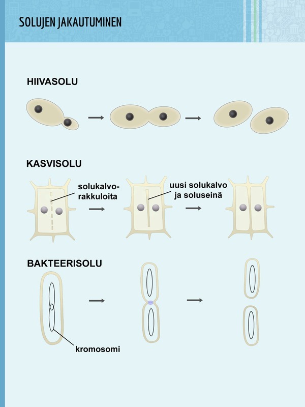 Solujen jakautuminen mitoosin jälkeen. Hiivasolun uusi solu kuroutuu emosolusta. Kasvisolussa kehittyy mm. soluseinä. Bakteerin ainoa kromosomi kahdentuu ennen bakteerin jakautumista kahdeksi soluksi.