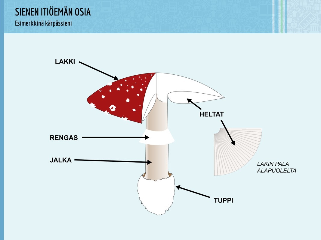 Sienen itiöemän osia
