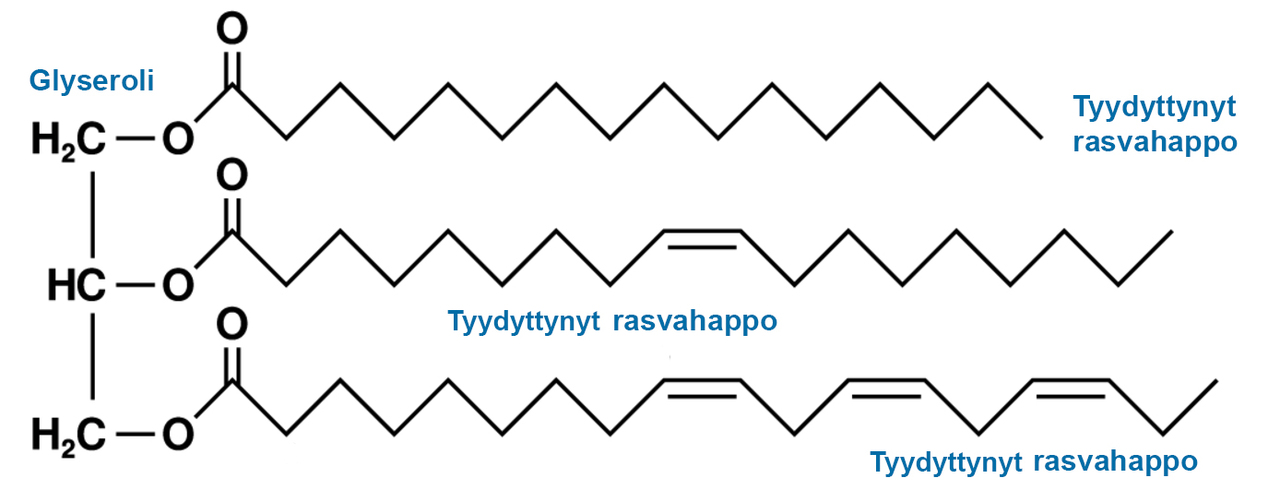 karboksyylihapot-esterit-ja-rasvat