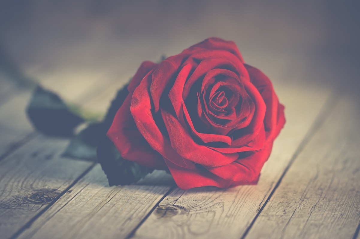 rose-3061486_1920.jpg