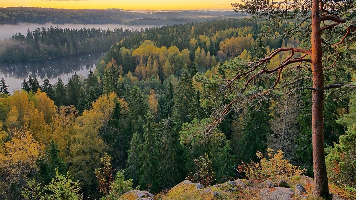 metsä.jpg
