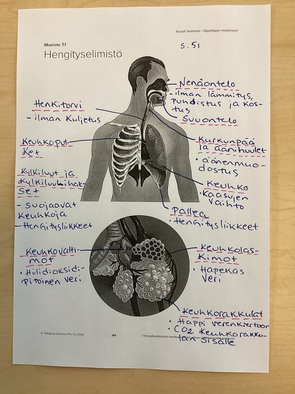 Kappale 7 Hengityselimist 