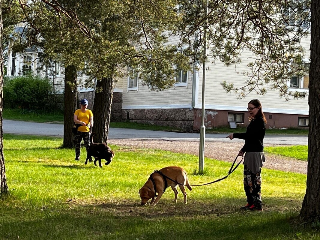 Kuvassa kaksi henkilöä ulkona. Kummallakin hihnassa oleva suuri koira. Taustalla vanha puutalo.