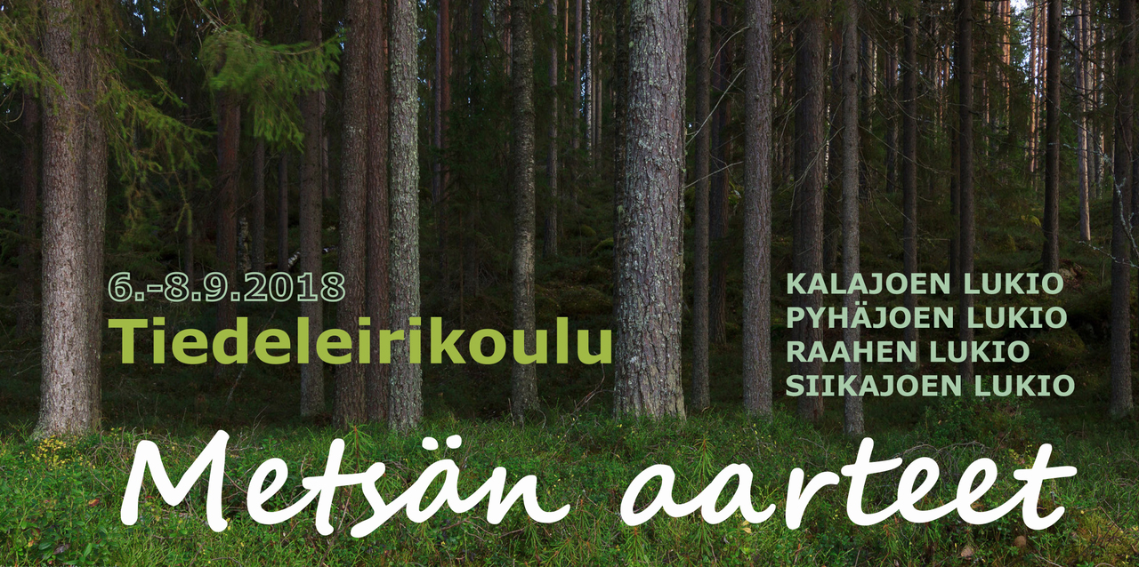 Metsän aarteet.jpg