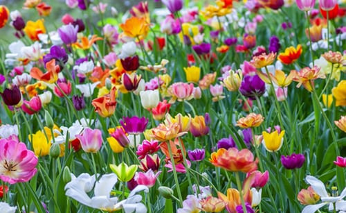 spring.png