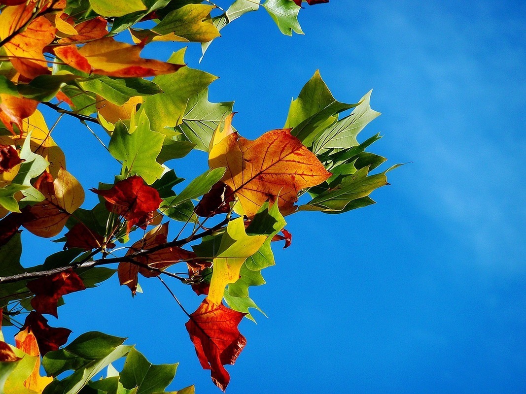Lähde: Pixabay