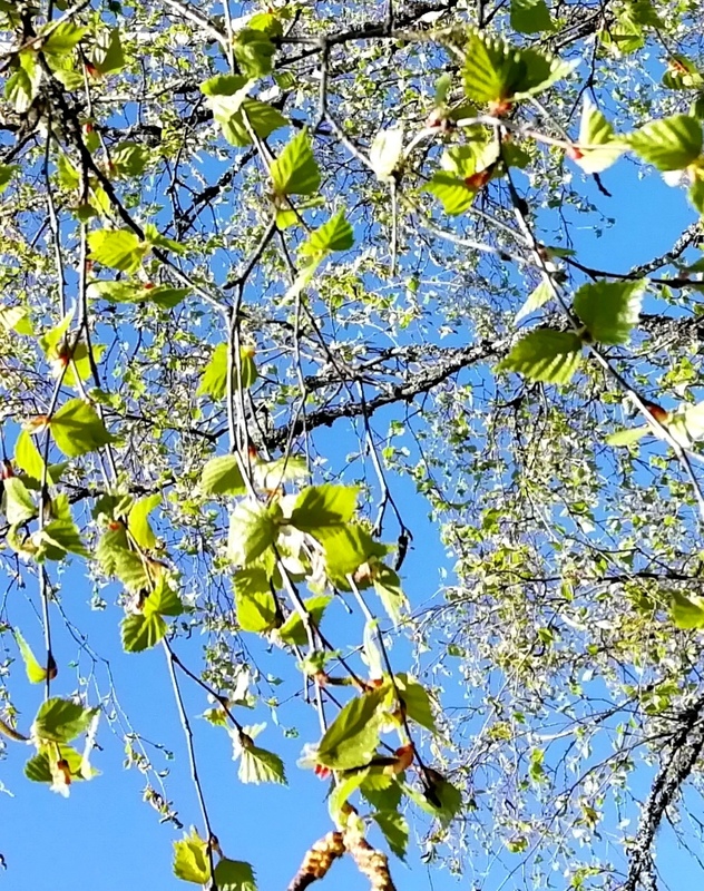 IMG_20190428_104136.jpg