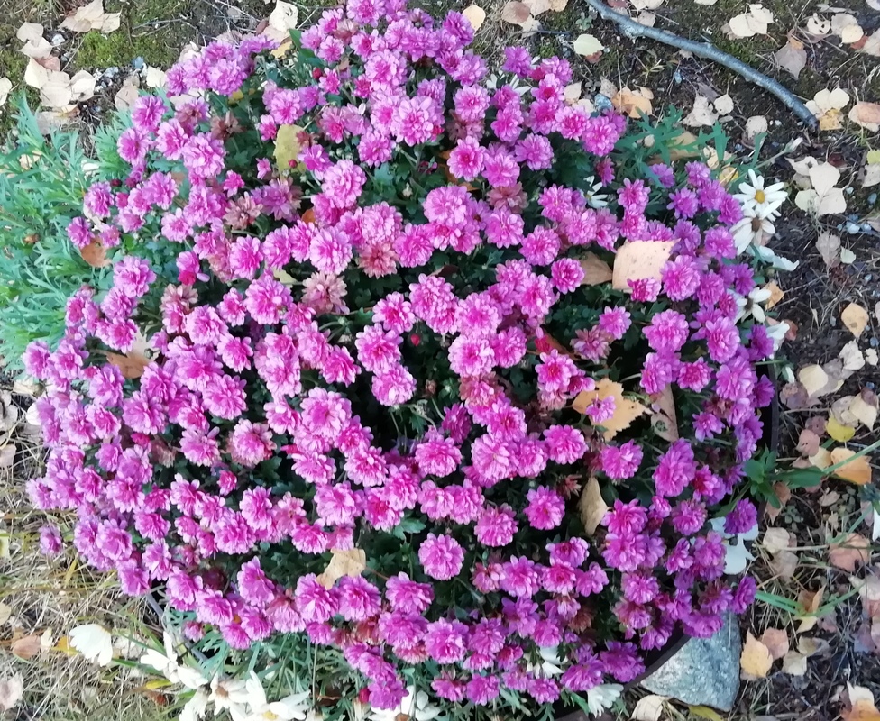 Hyvää syyslomaa!