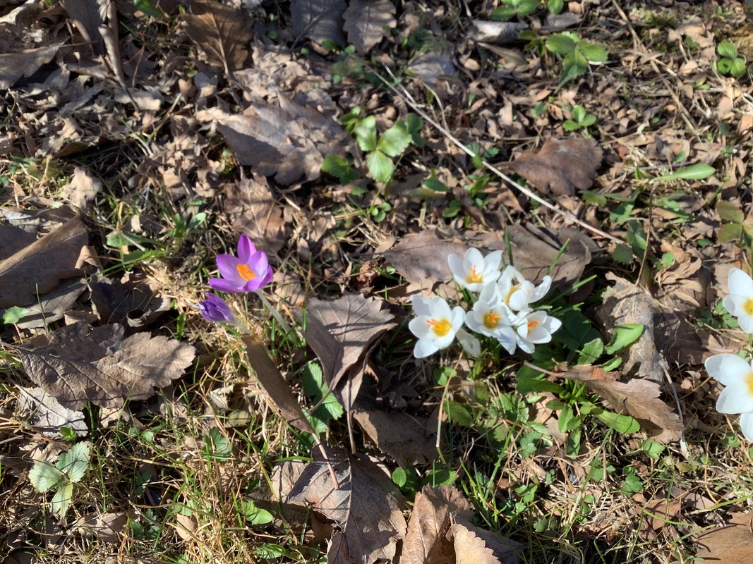 IMG_3865.jpeg