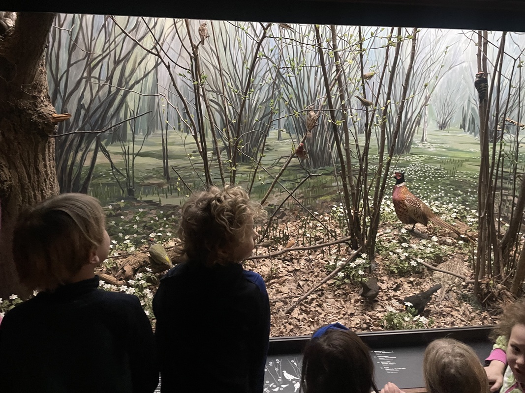 Biologiska museet 🐾🦉
