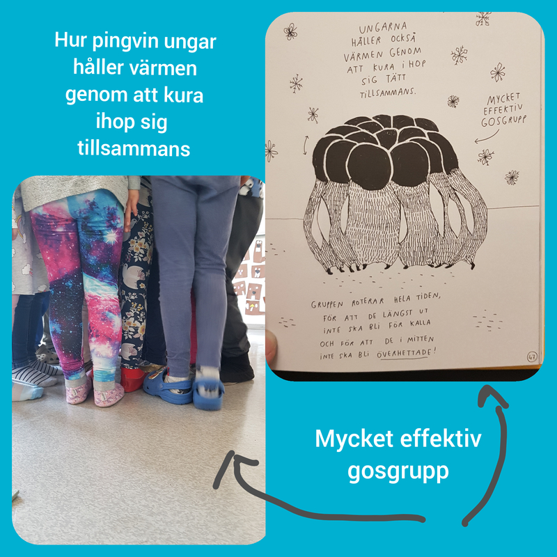 Pingviner