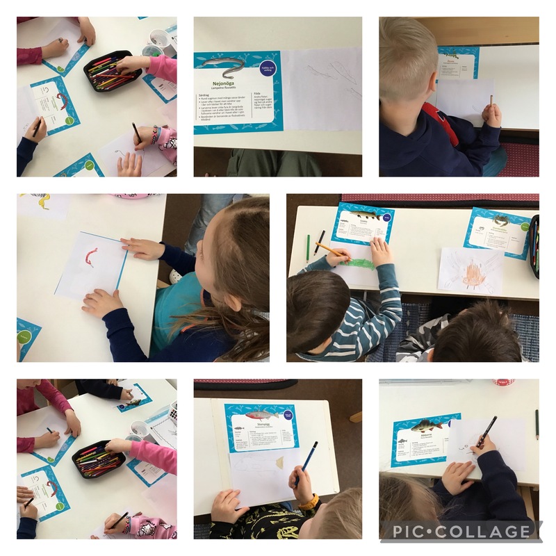 Barnen arbetar med sina arter (som de fick genom lottdragning)