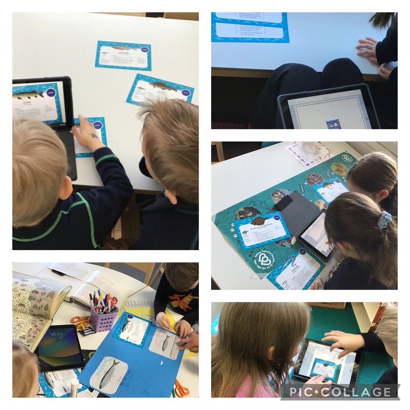 Grupparbete om Östersjöns undervattensnatur