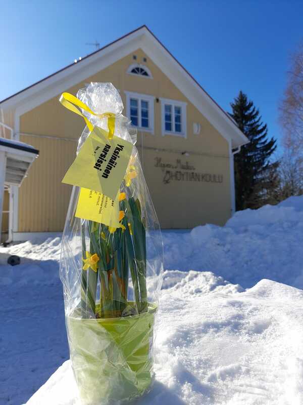 Höytiän koululle tuotu iloa kevääseen! #yksinäinennarsissi #kauniistikotimainen
