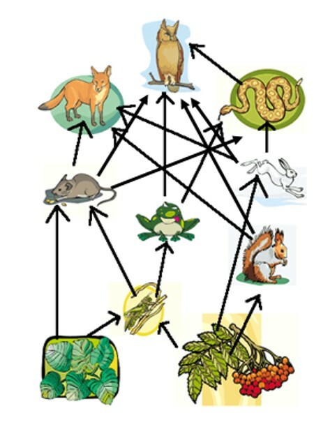 miten-ekosysteemi-toimii