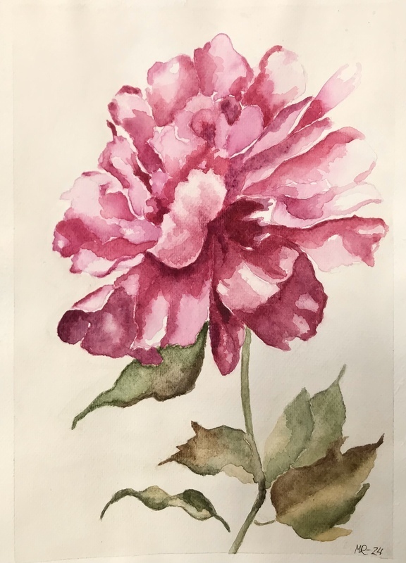 Pioni, akvarelli, 21 x 30 cm